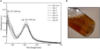 Antibacterial efficacy of novel bismuth-silver nanoparticles synthesis on Staphylococcus aureus and Escherichia coli infection models